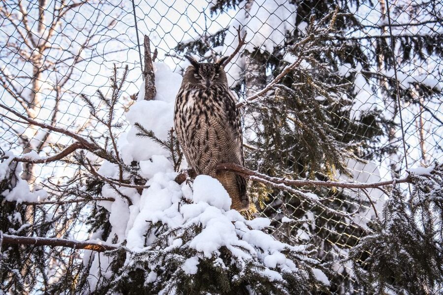 Ranua Wildlife Park Guided Tour from Rovaniemi - What to wear and bring