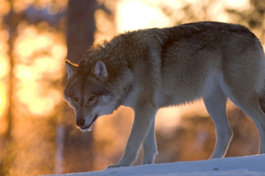 Ranua Wildlife Park Guided Tour from Rovaniemi - The ride from Rovaniemi and Santa’s Village