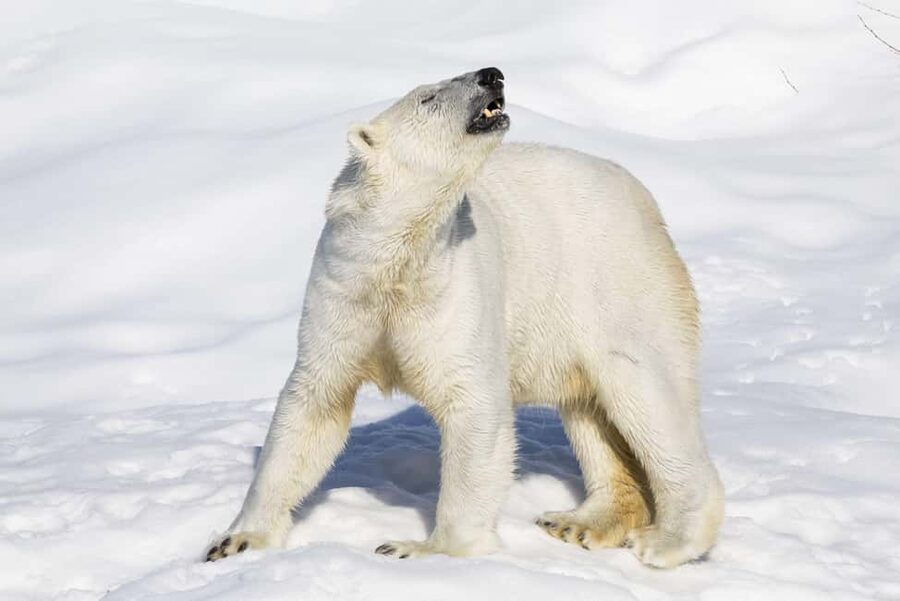 Ranua Wildlife zoo tour with lunch buffet included - Why Ranua Park is worth the ride from Rovaniemi