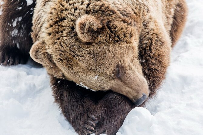 Ranua Zoo Family Tour from Rovaniemi - The animal viewing experience in winter