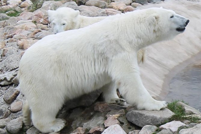 Ranua Zoo Family Tour from Rovaniemi - How to make the most of your time inside