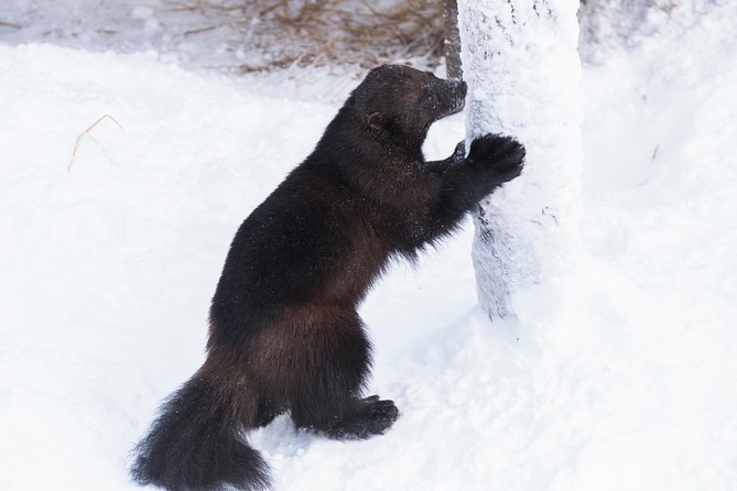 Ranua Zoo tour, optional lunch - The one-hour ride from Rovaniemi to Ranua