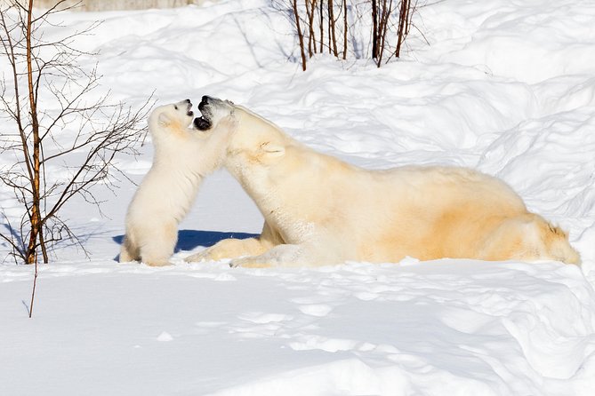 Ranua Zoo tour, optional lunch - What winter changes at Ranua Zoo