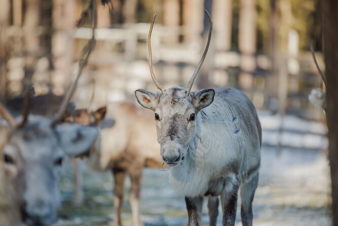 Reindeer Experience with Sledge Ride - Key Points to Know Before You Book