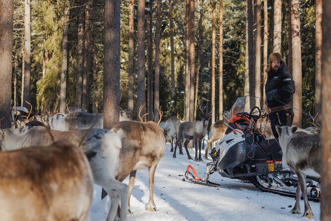 Reindeer Experience with Sledge Ride - What This Reindeer Visit Is Really About