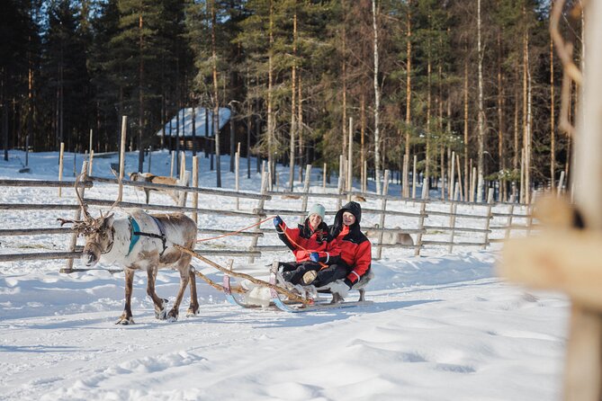 Reindeer Experience with Sledge Ride - Meeting the Reindeer Up Close