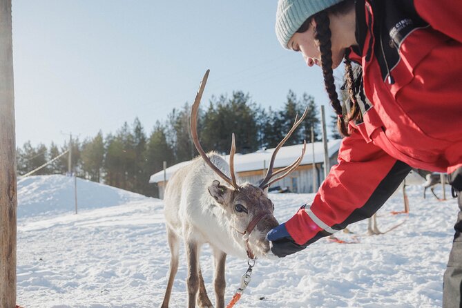 Reindeer Experience with Sledge Ride - Timing, Queues, and the Cold