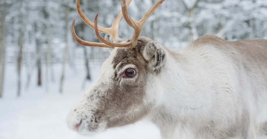 Reindeer Farm Visit with Sleigh Ride - Key points to know before booking