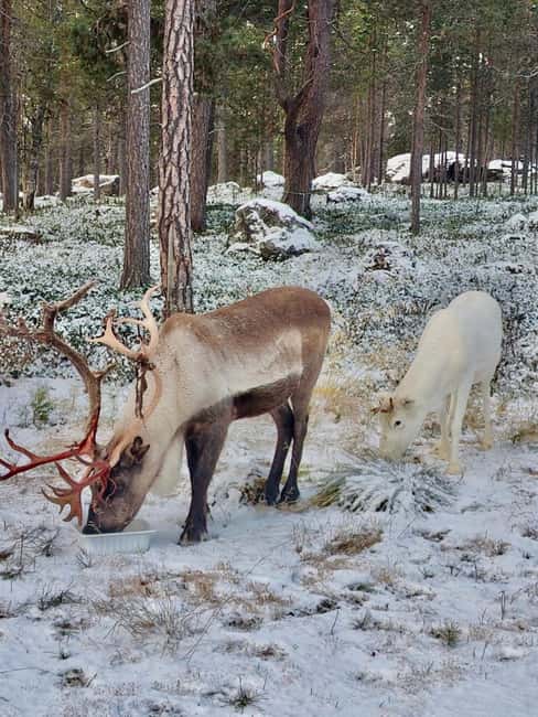 Reindeer feeding in Inari - A short ride from Inari to a local reindeer homeyard