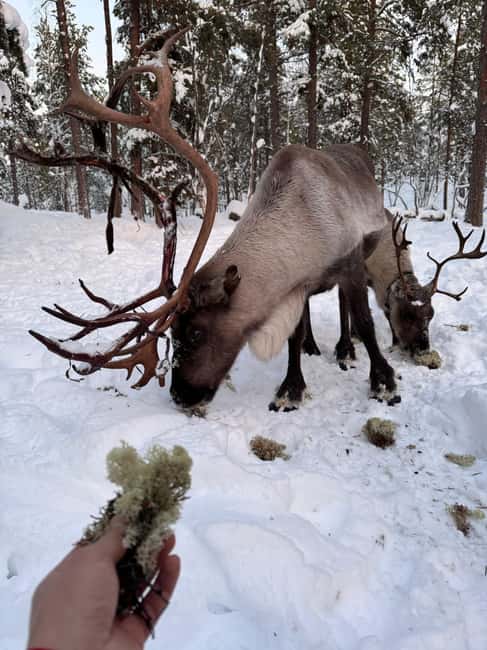 Reindeer feeding in Inari - Why the small group setting matters