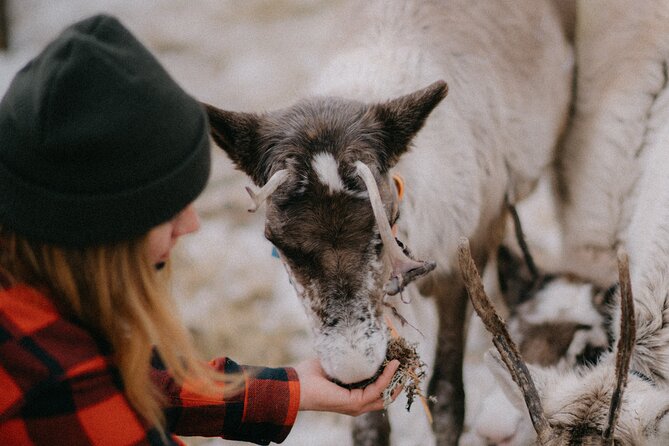 Reindeer Husbandry with Snowmobile Sleigh Ride and Cabin Lunch - What the $397.86 price means