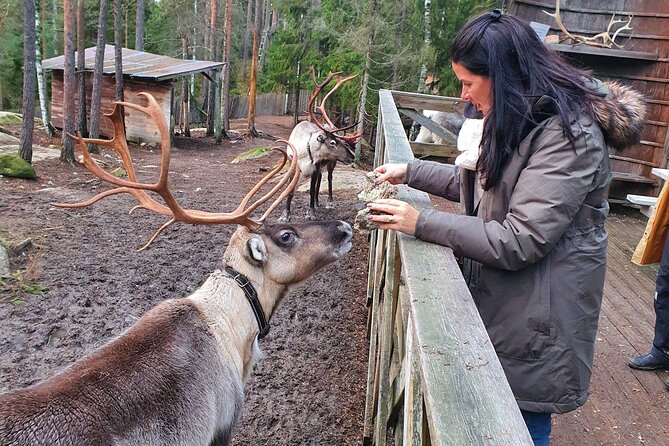 Reindeer Park Adventure - From Helsinki streets to the Nuuksio woods