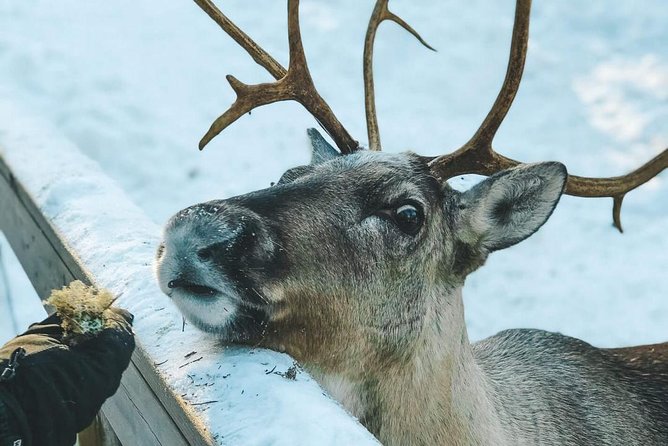 Reindeer Park Adventure - Why the private format matters
