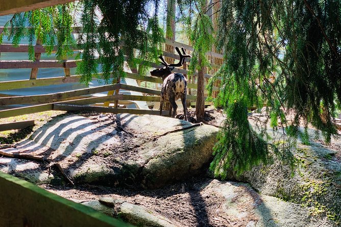 Reindeer Park & Horse Stables Safari - Meeting Andrew and learning about Finnish life