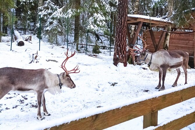 Reindeer Park & Horse Stables Safari - Feeding reindeer at a small rescue ranch