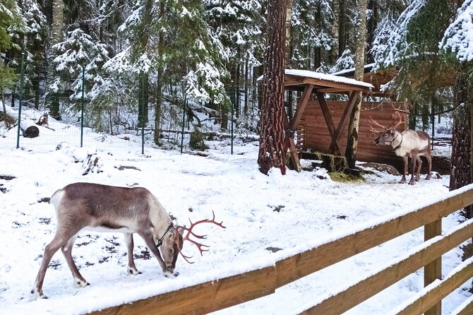 Reindeer Park & Horse Stables Safari - What happens during the roughly three-hour outing