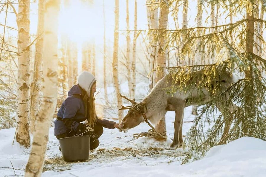 Reindeer Safari at a 200-Year-Old Farm & Long Sled Ride - A farm visit rooted in Rovaniemi’s past