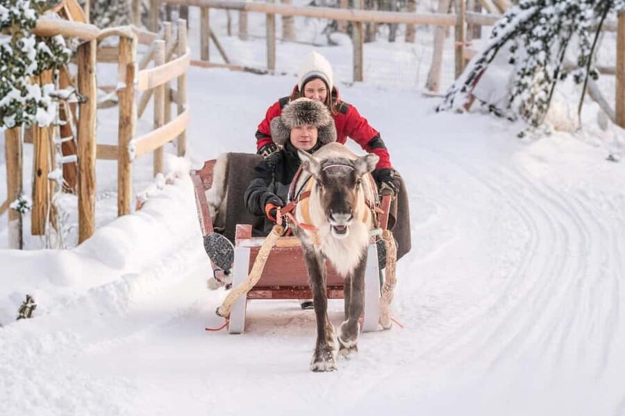 Reindeer Safari at a 200-Year-Old Farm & Long Sled Ride - Meeting the reindeer up close