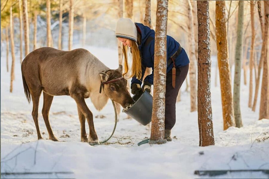 Reindeer Safari at a 200-Year-Old Farm & Long Sled Ride - What the reindeer-driving license means