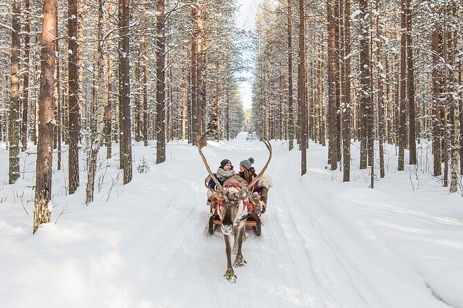 Reindeer Safari in Arctic Wilderness - A forest farm just outside Rovaniemi