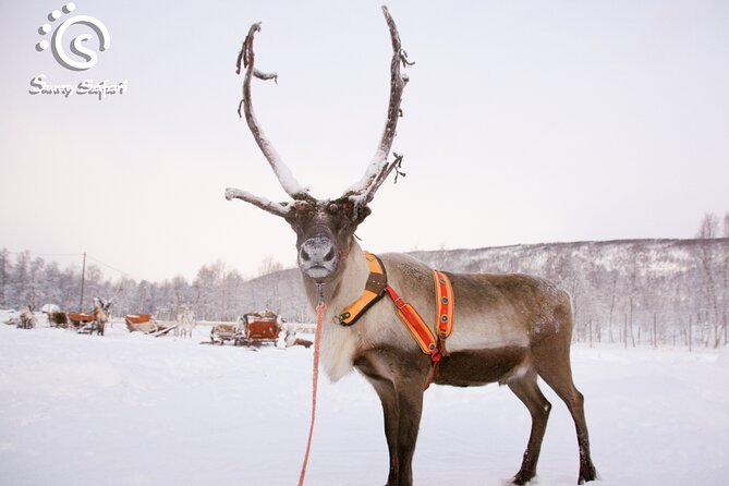 Reindeer Safari in Arctic Wilderness - Warming up in the farmhouse