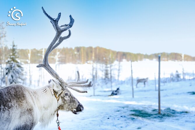 Reindeer Safari in Arctic Wilderness - How the $238.85 price measures up