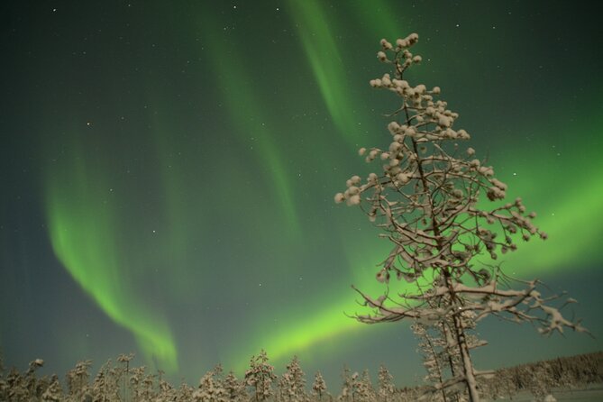 Reindeer Sleigh Ride Across the Night in Apukka Resort Rovaniemi - Is $223.57 a fair price?