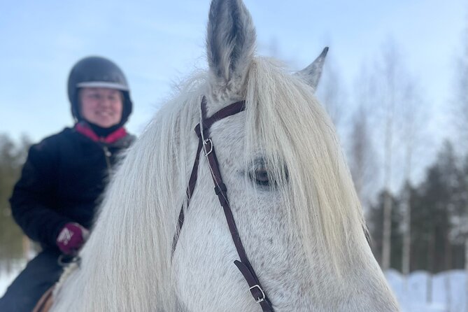 Riding Tour with Finnhorses at Santa Claus Village - Meeting the Finnhorses before you ride