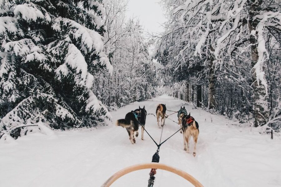Rovaniemi: Apukka Husky Adventure - What the Apukka husky adventure is really like