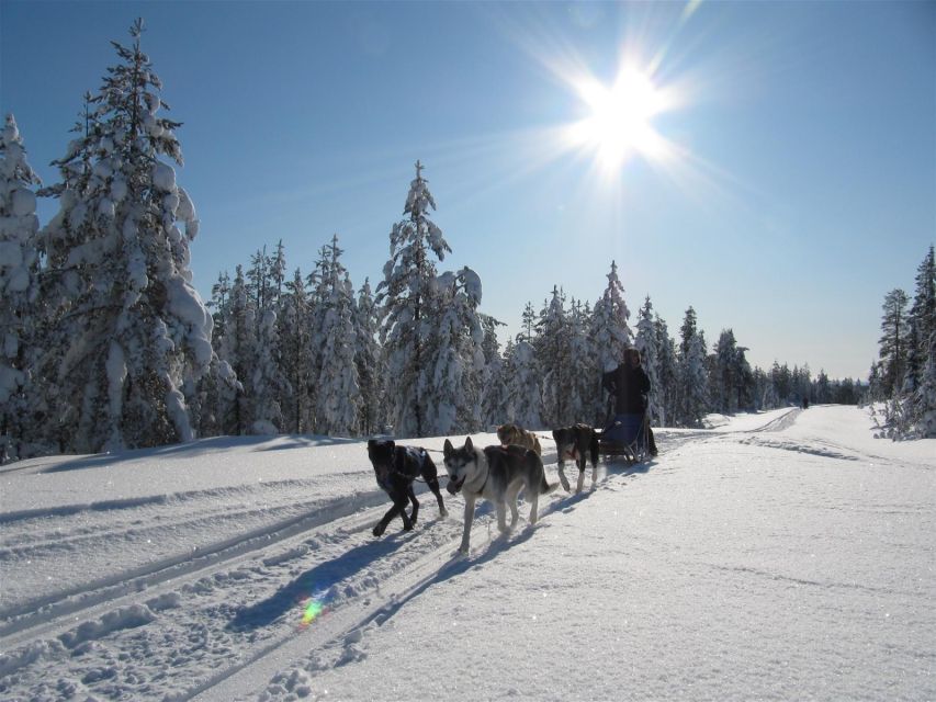 Rovaniemi: Apukka Husky Adventure - Getting from Rovaniemi to Apukka