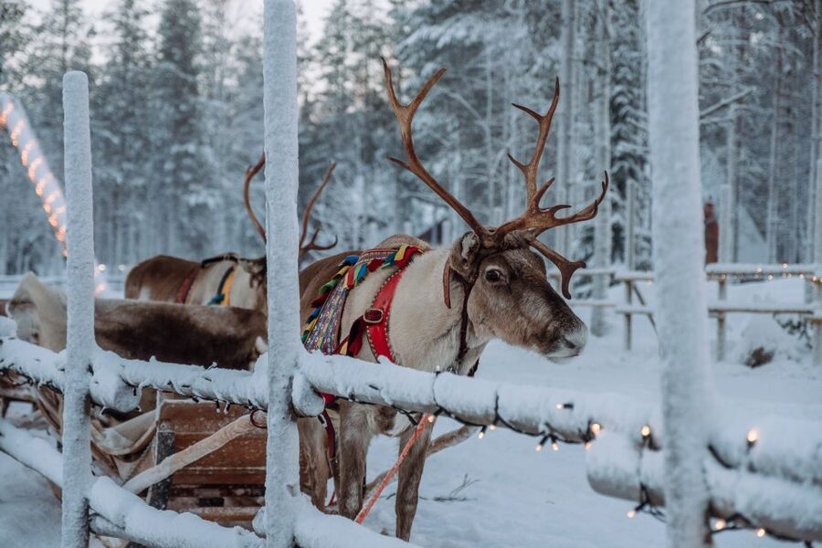 Rovaniemi: Apukka Reindeer Journey - Key points to know before you book
