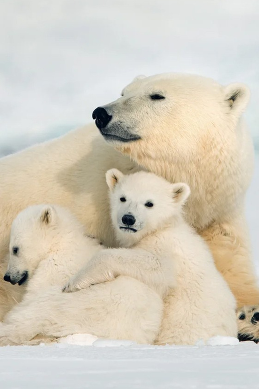 Rovaniemi: Arctic Animals Sleigh Rides and Wildlife Zoo - Key points at a glance