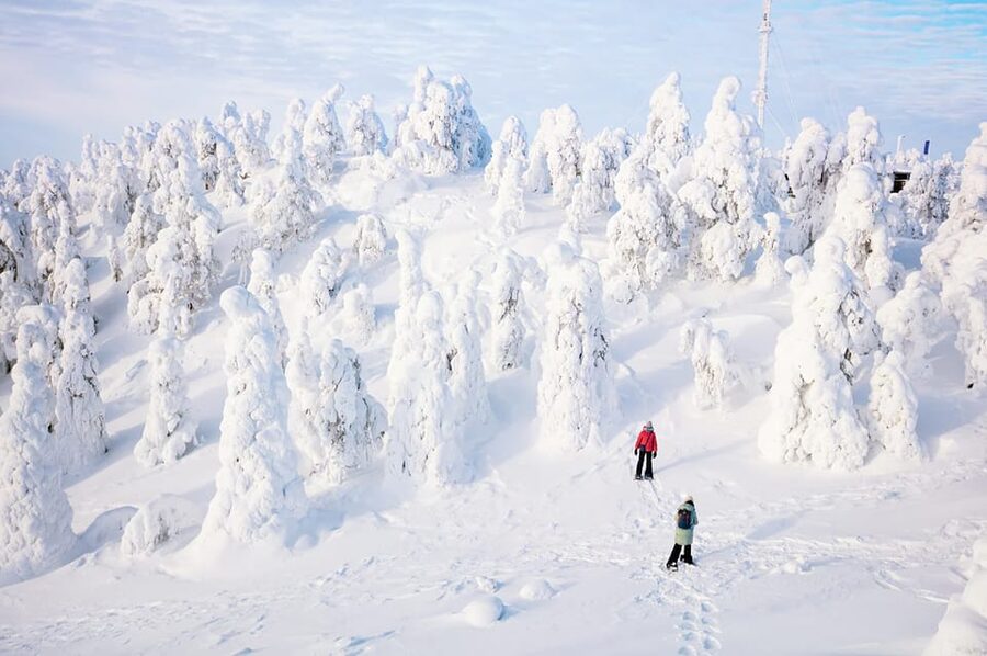 Rovaniemi: Arctic Animals Sleigh Rides and Wildlife Zoo - Is this Arctic animals tour worth booking?