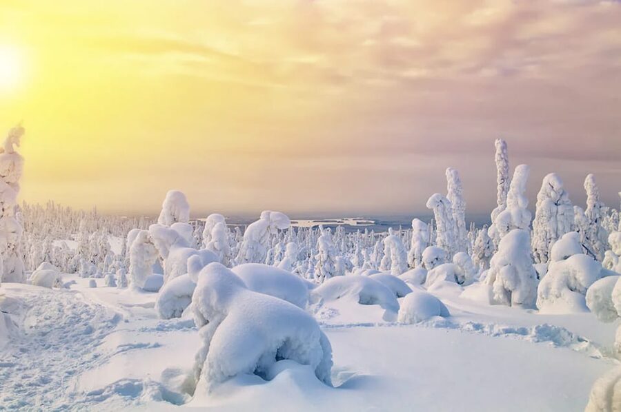 Rovaniemi: Arctic Animals Sleigh Rides and Wildlife Zoo - From Rovaniemi to a day in the Arctic
