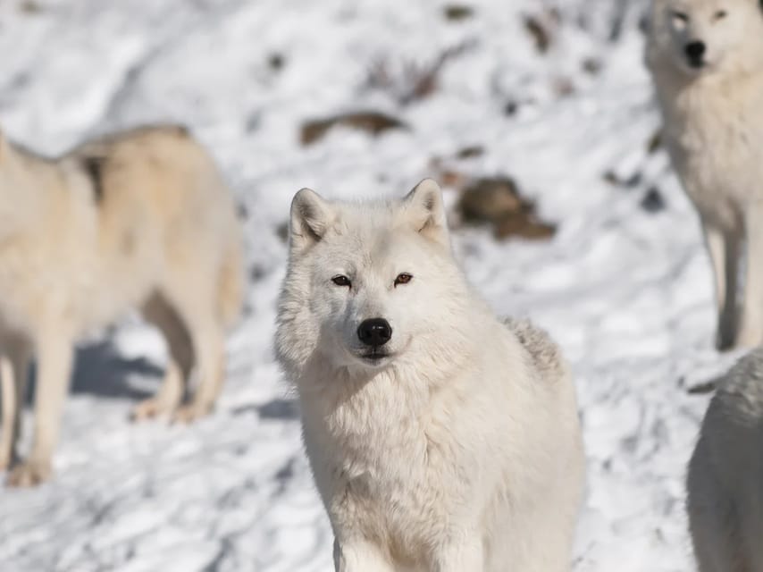Rovaniemi: Arctic Animals Sleigh Rides and Wildlife Zoo - A quieter ride behind the reindeer