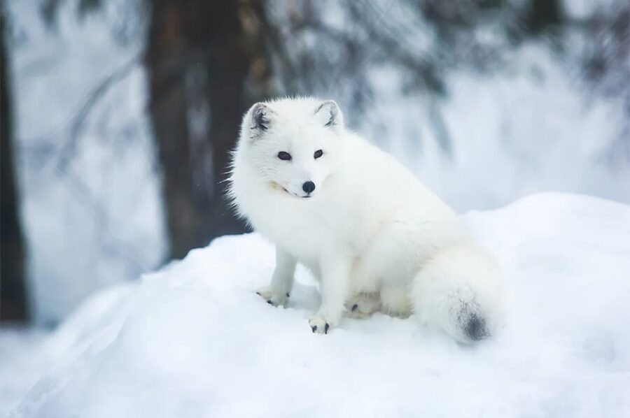 Rovaniemi: Arctic Animals Sleigh Rides and Wildlife Zoo - Lappish lunch in the forest
