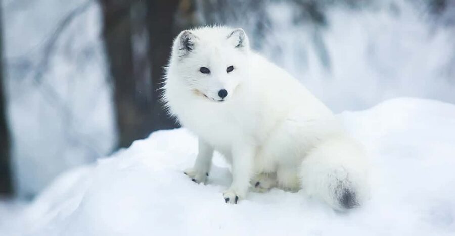 Rovaniemi: Arctic Animals Sleigh Rides and Wildlife Zoo - What the $340 price really buys