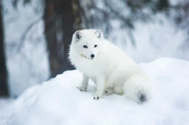 Rovaniemi: Arctic Animals Sleigh Rides and Wildlife Zoo - Who will enjoy this day most