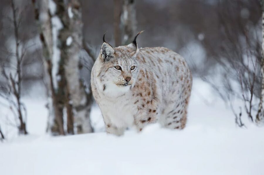 Rovaniemi: Arctic Animals Sleigh Rides and Wildlife Zoo - Timing, weather, and practical planning