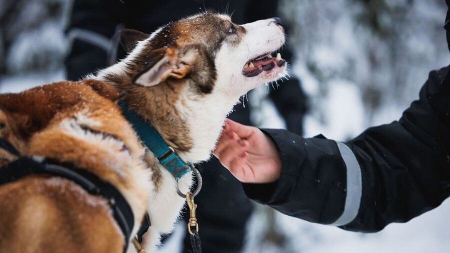 Rovaniemi: Arctic Circle Highlights by Snowmobile - Reindeer sleigh ride and herding life