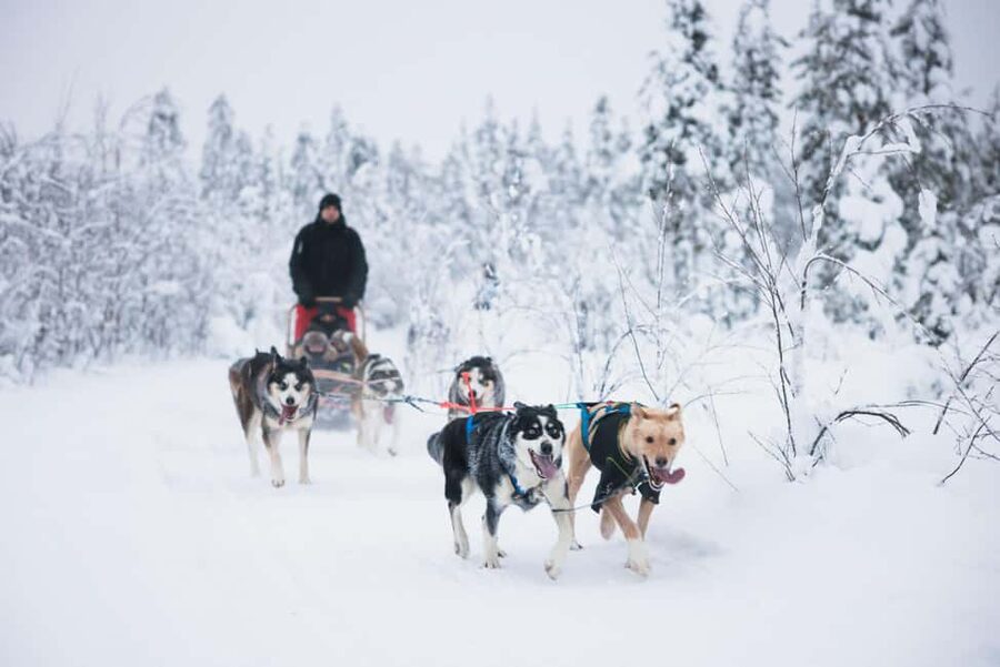 Rovaniemi: Arctic Circle Long Trail Husky Adventure - Key points before you book
