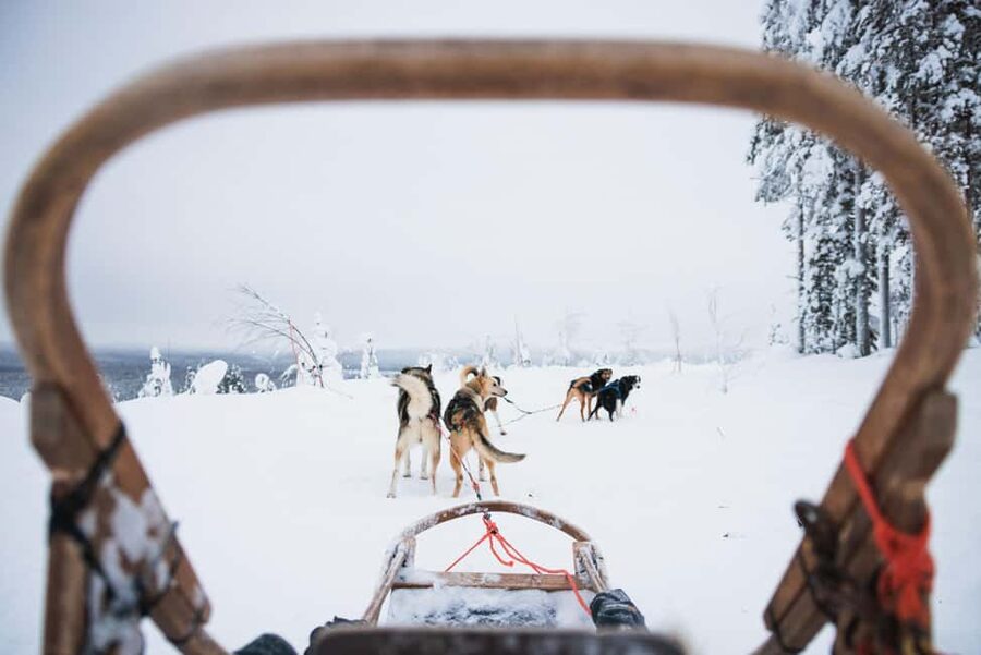Rovaniemi: Arctic Circle Long Trail Husky Adventure - What driving the sled is really like