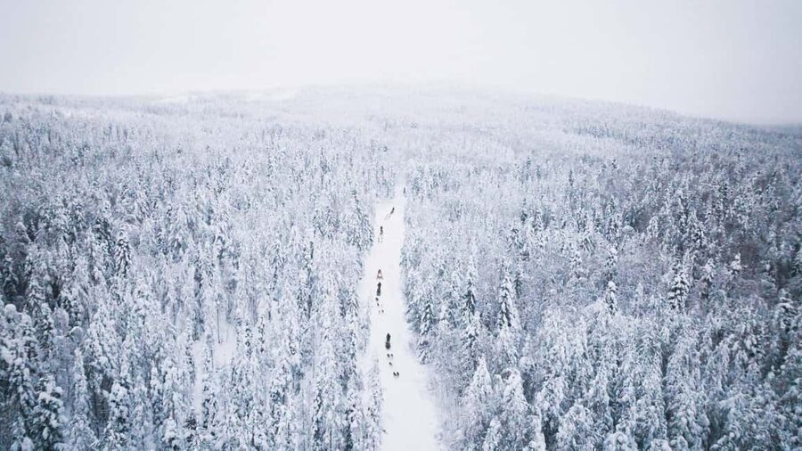 Rovaniemi: Arctic Circle Long Trail Husky Adventure - Time with the dogs after the ride