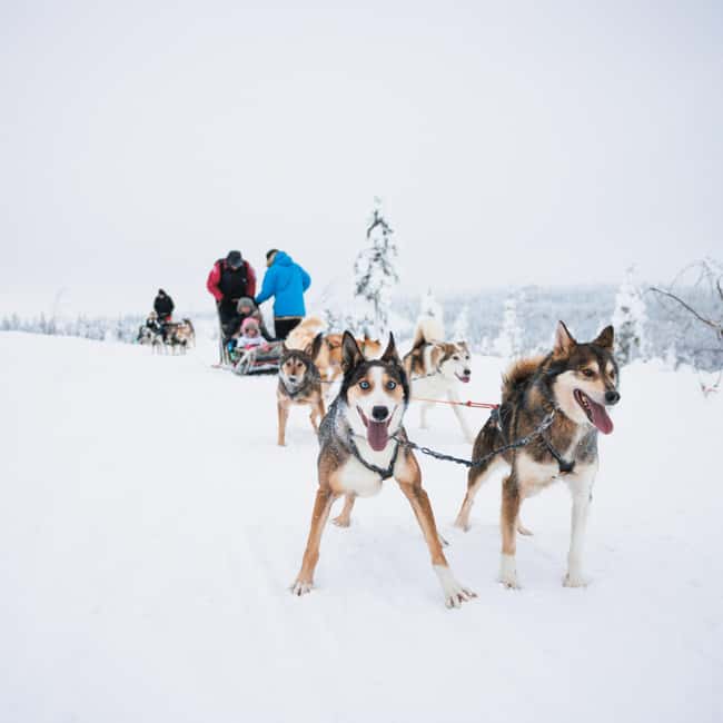 Rovaniemi: Arctic Circle Long Trail Husky Adventure - Who will enjoy this experience most?