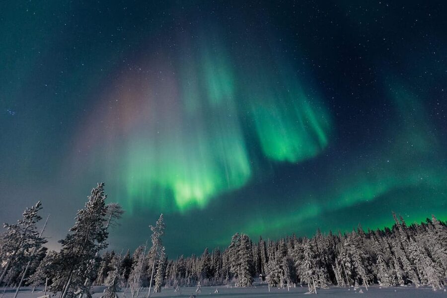 Rovaniemi: Aurora Hunting Tour in the Forest with Hot Drinks - Key points to know before you book