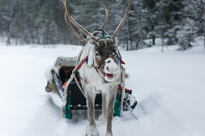 Rovaniemi: Authentic Lapland Reindeer Farm Visit & Sled Ride - What the farm explanation adds