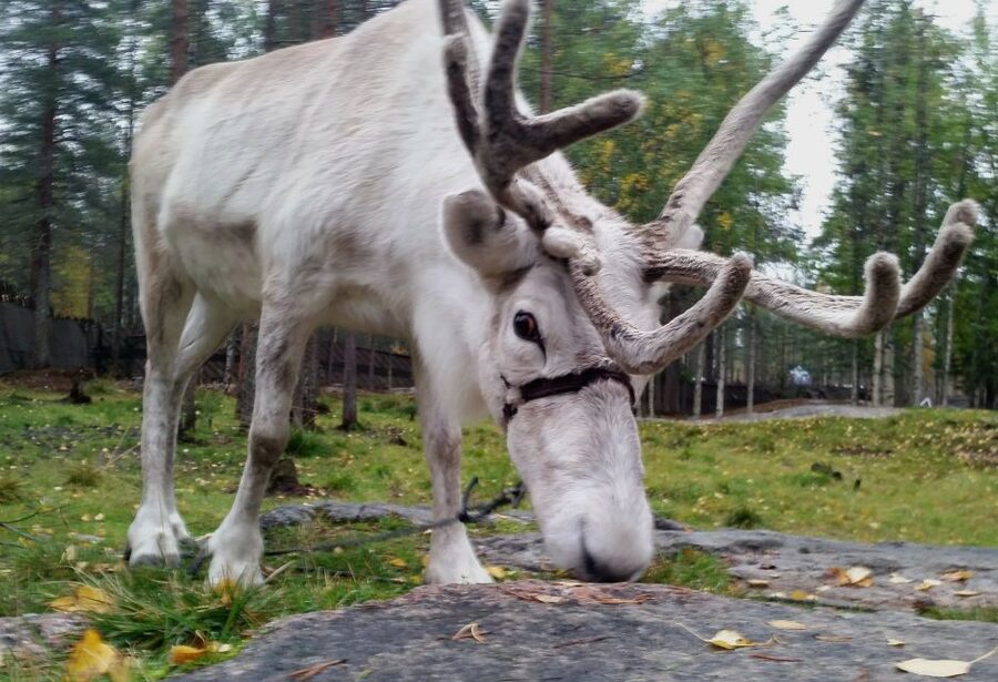 Rovaniemi: Authentic Reindeer Farm & Canoeing - A campfire pause with hot drinks