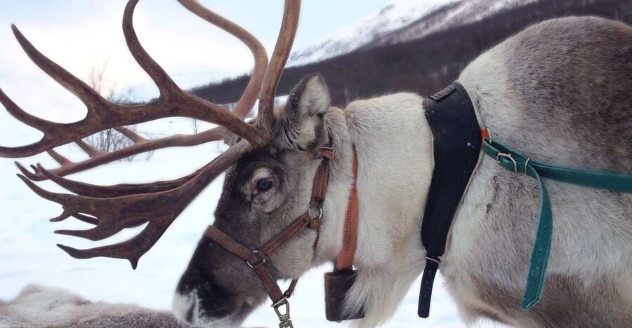 Rovaniemi: Authentic Reindeer Farm Visit & Short Sleigh Ride - Meeting Rovaniemi’s reindeer at an old working farm
