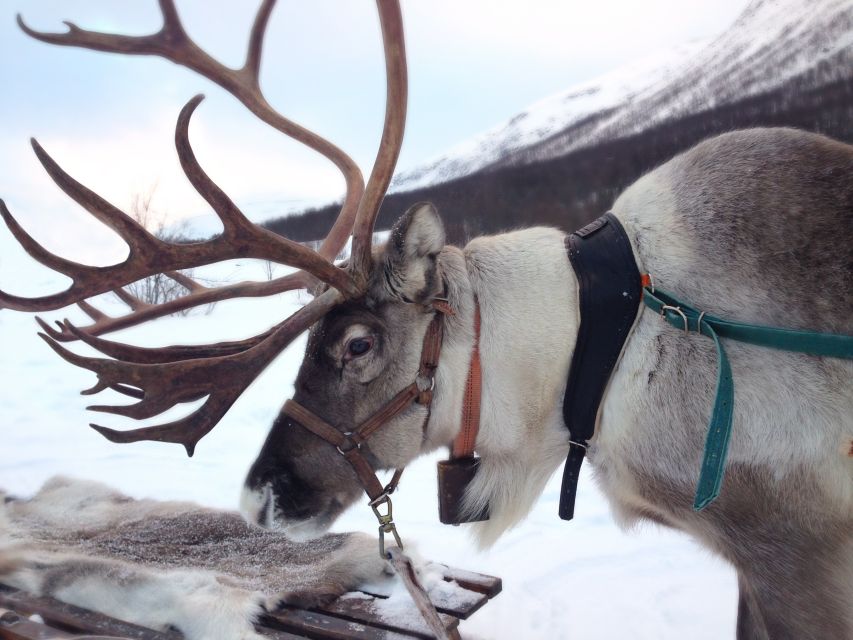 Rovaniemi: Authentic Reindeer Farm Visit & Short Sleigh Ride - The 400-meter sleigh ride and its limits