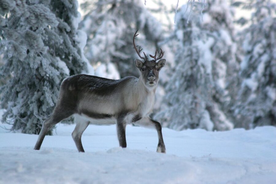 Rovaniemi: Authentic Reindeer Farm Visit & Short Sleigh Ride - Should you book it?